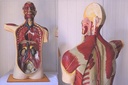 Torso with Head and Shoulder