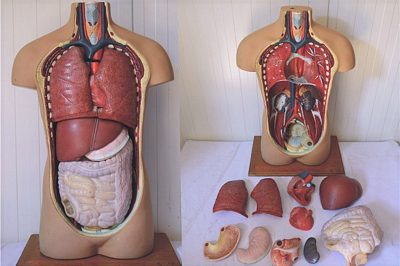 Torso with Organs