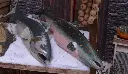 Fish  Sea Trout  in  tin (right-side)