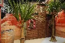 Yucca  Tree  4m    L