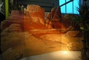 Screen  Grand-Canyon landscape