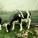 Cow   Grazing   life-size    black/white