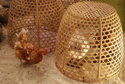 Cage bamboo for Chickens or Birds