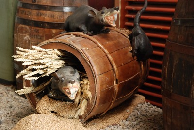 Rats on a Barrel   220v