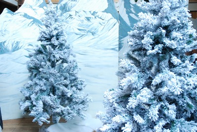 White Christmastree, Spruce,