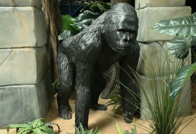 Gorilla, ""King Kong ""