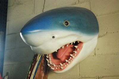 Mouth/Head of a Shark  