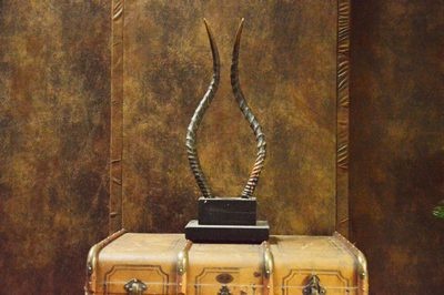 Horns  of a  Antelope  on block