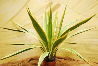 Agave, XL (groen/geel)