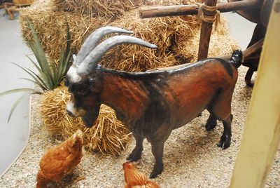 Billy-goat, life-size