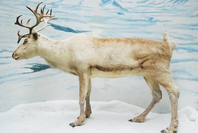 Reindeer, real, stuffed