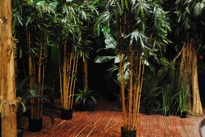 Bamboo Plant