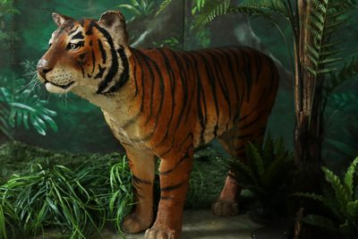 Tijger
