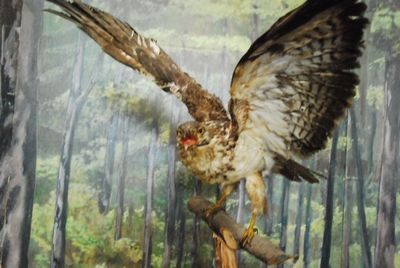 Buizerd op een tak, opgezet 