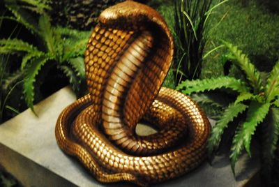 Cobra   in  Gold