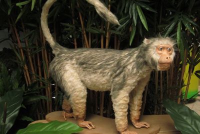 Gibbon, Monkey, Grey-Back, life-size