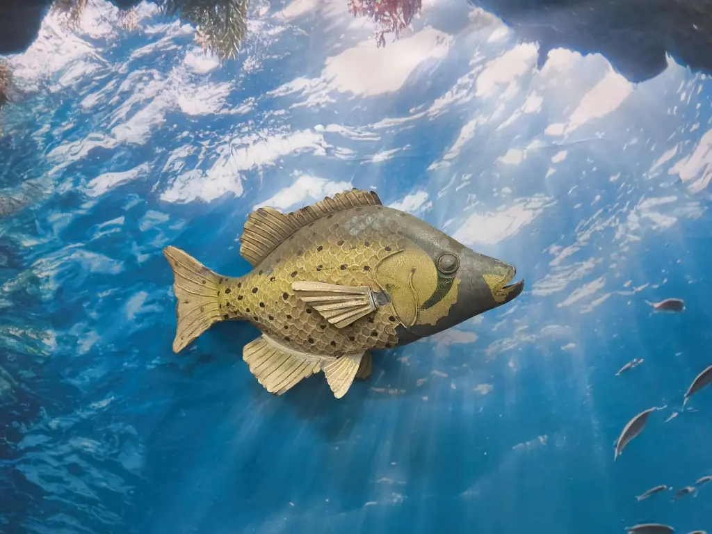 Fish    Green  Carp  in  tin