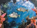 Fish   Tunafish   in   tin