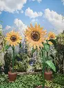 Sunflower  in a  Flowerpot 