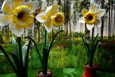 Gigantische narcissen, Narcissus, XL