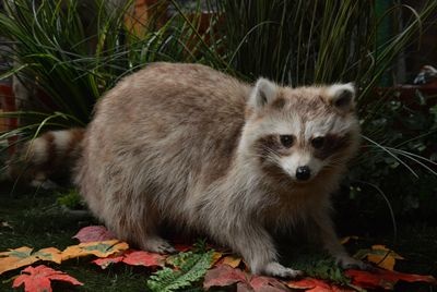 Raccoon, stuffed