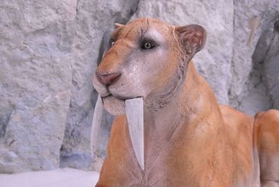 Teeth to make a Saber Toothed Tiger