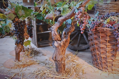 Vine, Medium