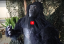 Animatronic Gorilla