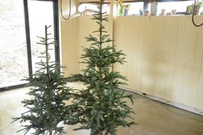 Christmastree    Green   Spruce