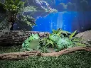Frog / Toad