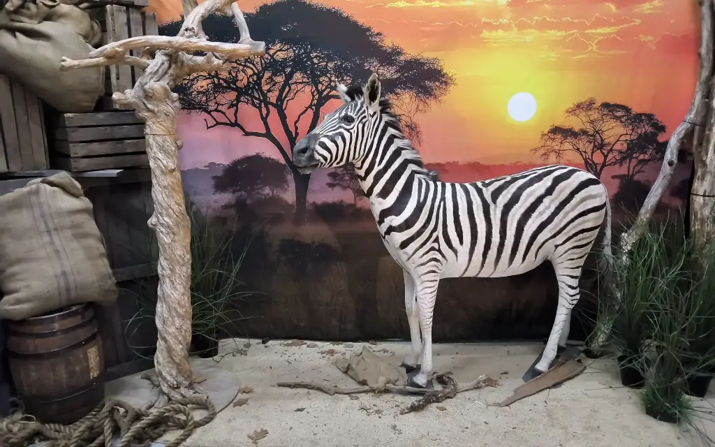 Zebra, echt gevuld dier