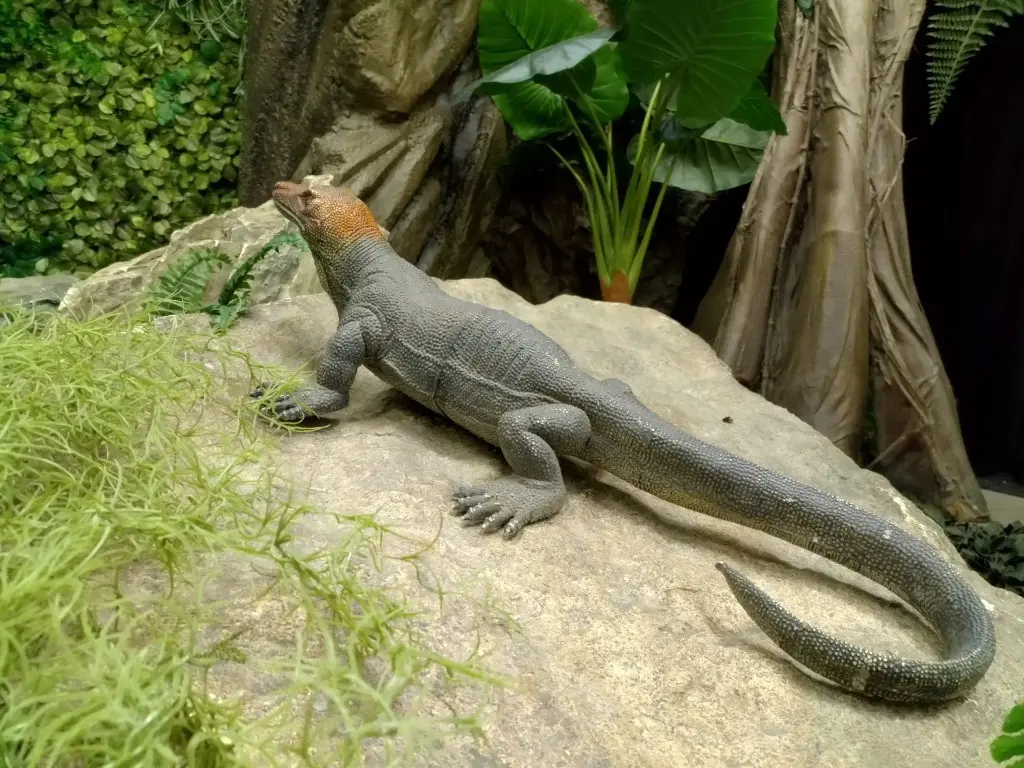 Lizard  69