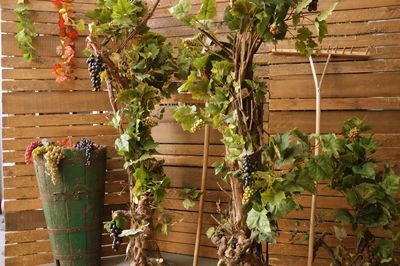 Vine Large