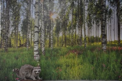 Screen, Birch Forest with Flowers