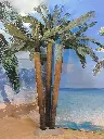 Palmtree   a pc.   photo is 3 pcs. on 1 isle
