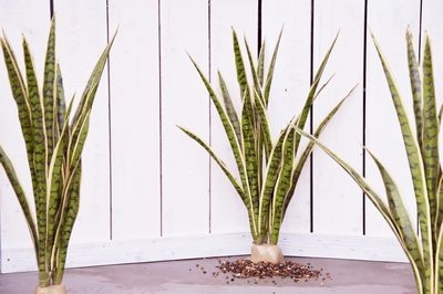 Sansevieria  Mother-in-Law's-Tongue