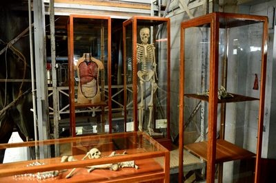 Display Cabinet, Wood