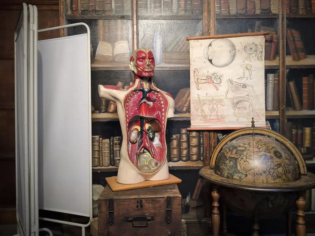 Torso with Head and Shoulder