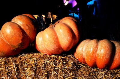 Pumpkin, Polyester with light