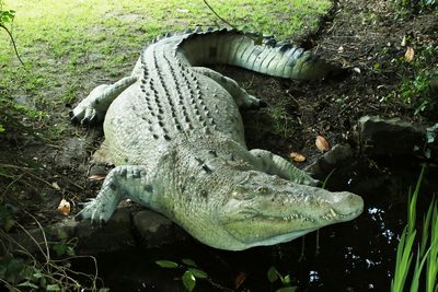 Crocodile life size