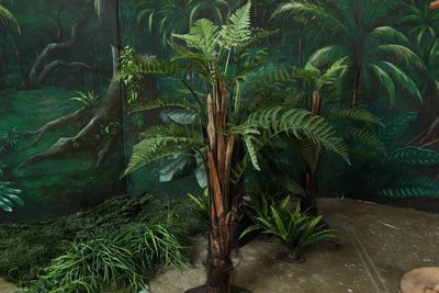 Dicksonia Fern Tree