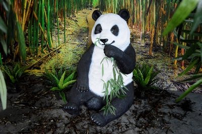Panda Bear