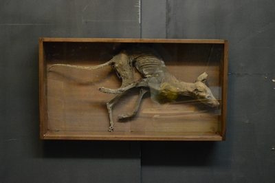 Cadaver  of a  Dog  in a Showcase
