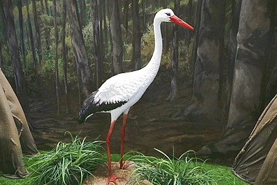 Stork