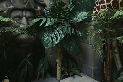 Monstera,  Swiss Cheese Plant on stem