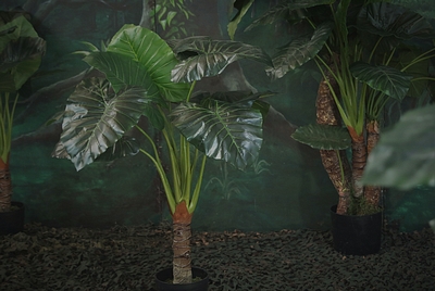 Elephants Ear, Plant Medium