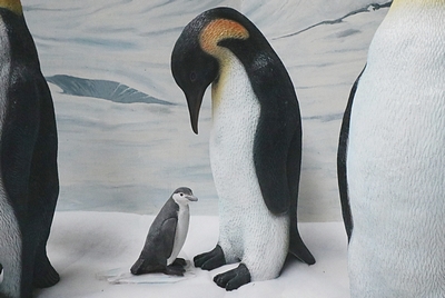 Penguin  Feading   Emperor