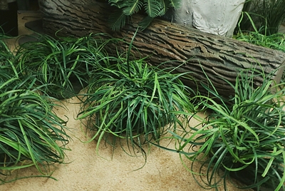 Grass   Low   as a   Patch 