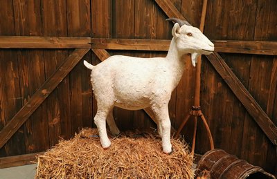 Billy-Goat   White