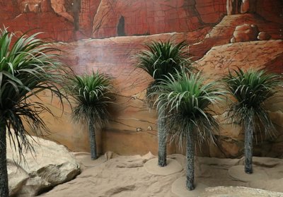 Yucca Rostrata